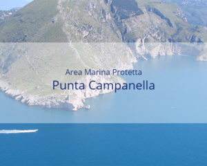 Area Marina Protetta Punta Campanella - Sito internet